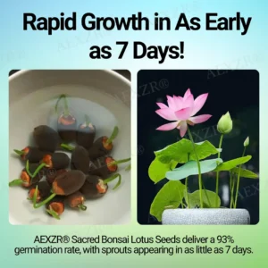 🌟 Official Store |🔥Hot Sale - 50% OFF🌿AEXZR® Sacred Bonsai Lotus Seeds