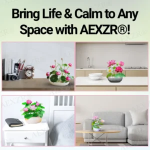 🌟 Official Store |🔥Hot Sale - 50% OFF🌿AEXZR® Sacred Bonsai Lotus Seeds