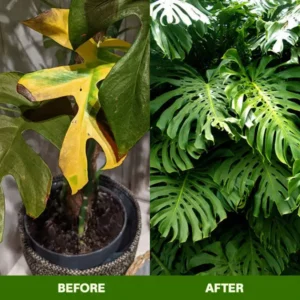 🏆Official Store | 🌺 All-in-one Balanced Nutrition🌺AEXZR® MagicBlooms Slow-Release Plant Fertilizer Spikes