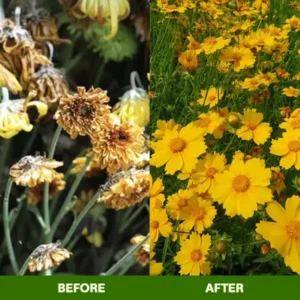 🏆Official Store | 🌺 All-in-one Balanced Nutrition🌺AEXZR® MagicBlooms Slow-Release Plant Fertilizer Spikes