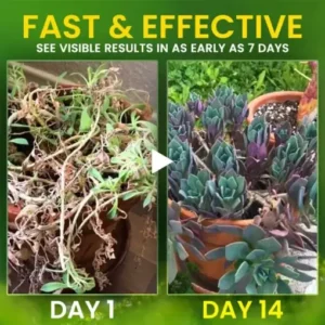 AEXZR® 2 in 1 Vita-Enzyme Repair & Nourish Plants